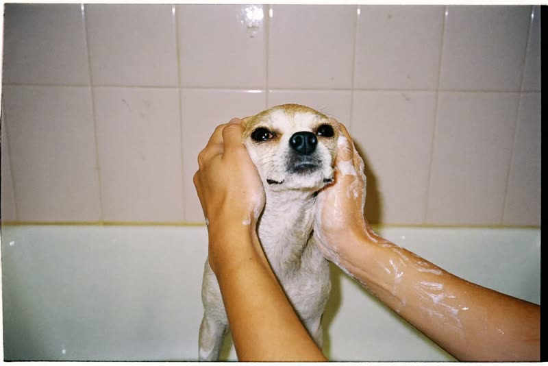 A small dog being washed in a grooming bath by a pair of hands
